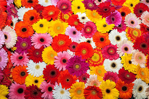 Multicolor gerbera flower cover full and fresh. Close up view.