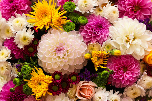 Beautiful floral background close-up. Autumn seasonal flowers. Different types of chrysanthemums.