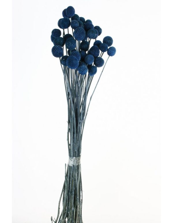 Pomo Craspedia Preserv. 50cm Azul