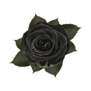 Rosa Preservada 55 cm Negro