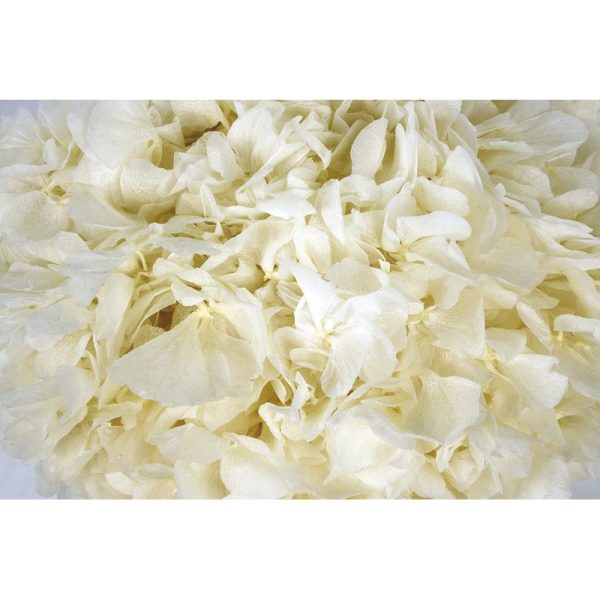 Hortensia Preservada Blanco