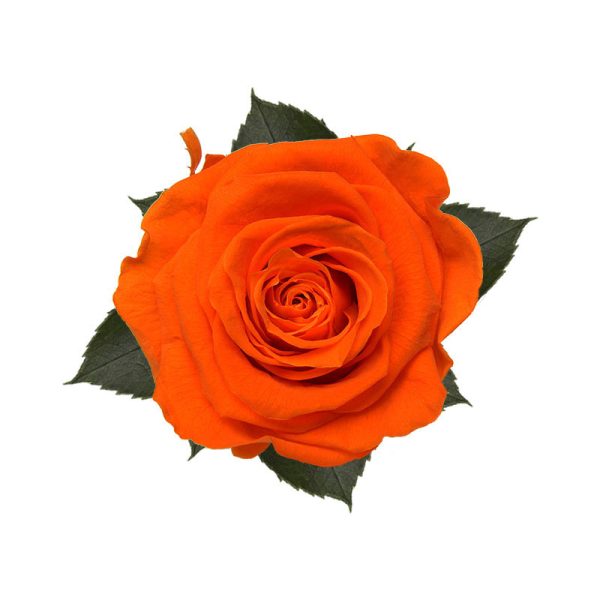 Rosa Preservada Naranja 55cm