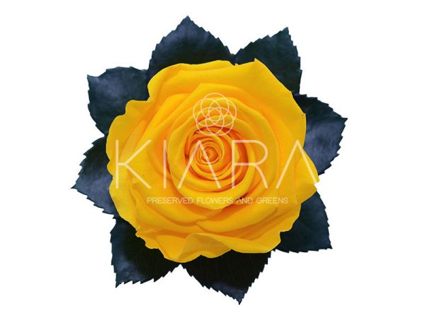 Rosa Preservada 55cm Amarilla