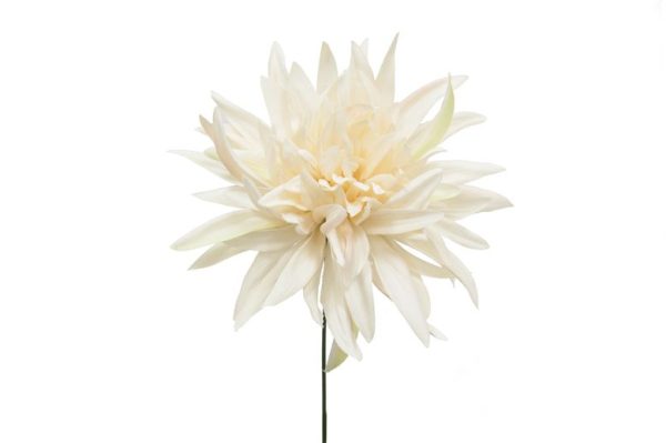 Pick Dahlia Marfil