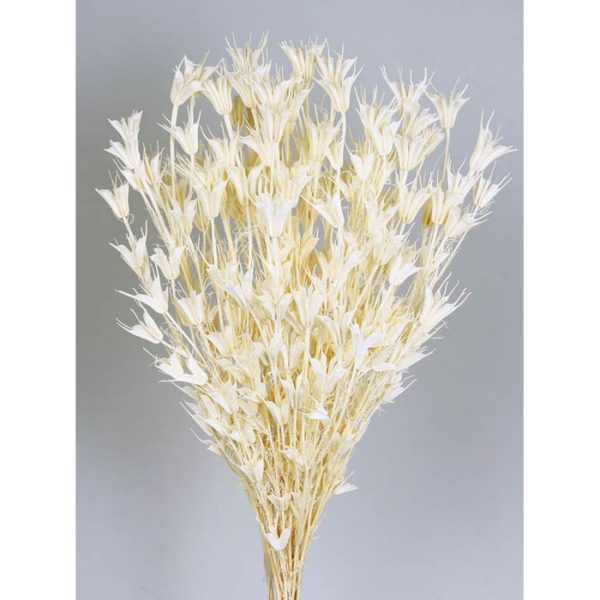 Nigella Orientalis 50cm Blanco