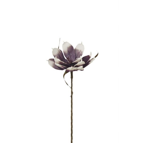 Magnolia Foam 70cm Lila