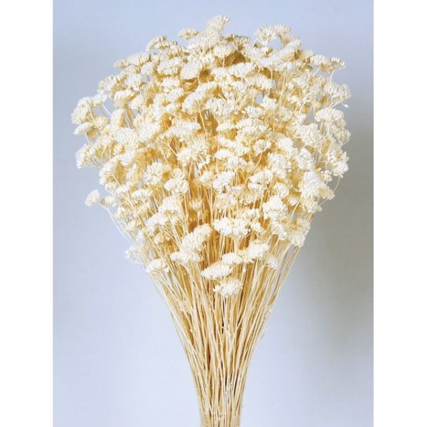 Achilea Silvestre Blanco (color 01)