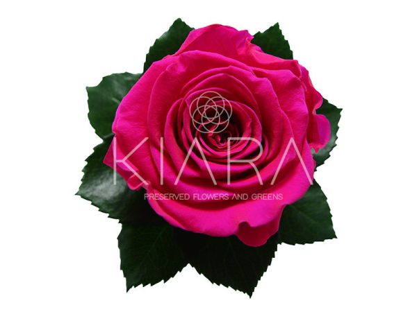 Rosa Preservada 55cm Fucsia