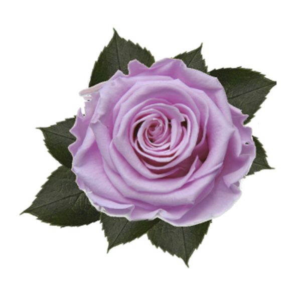 Rosa Preservada Lila 55cm