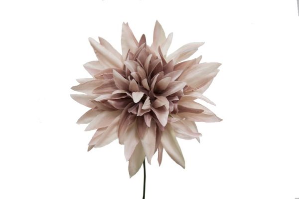 Pick Dahlia Rosa