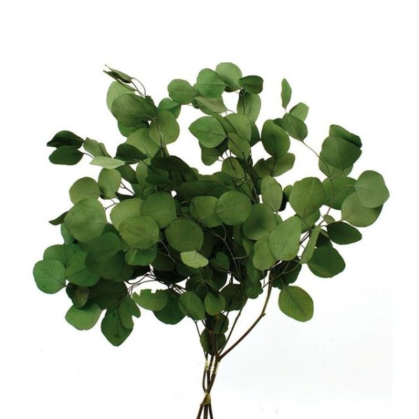Eucalipto Populus Preservado Verde