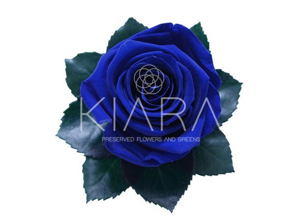 Rosa Preservada 55cm Azul Océano