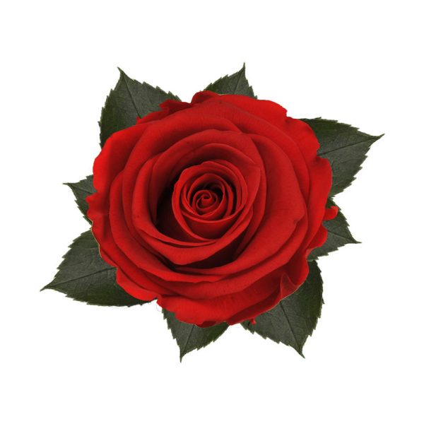 Rosa Preservada Roja 55cm