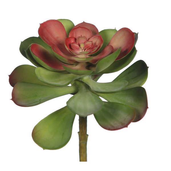 Planta Crasa Echeveria Verde 17cm