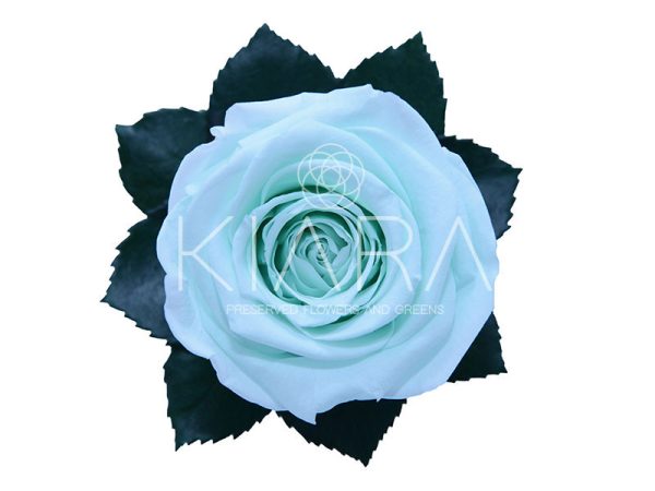 Rosa Preservada 55cm Verde Menta