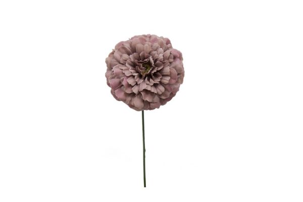 Pick Zinnia Malva