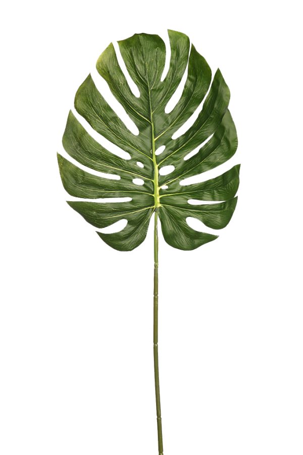 Hoja de Mostera