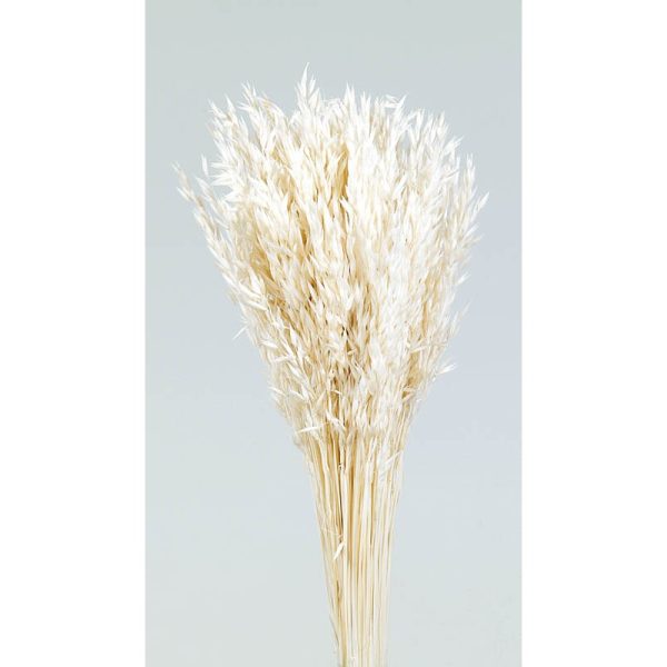 Pomo Avena Sativa Blanco