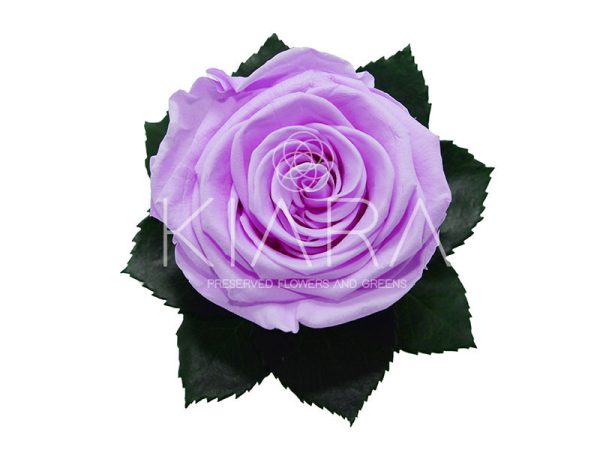 Rosa Preservada 55cm LIla