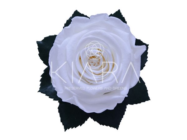 Rosa Preservada 55cm Blanca