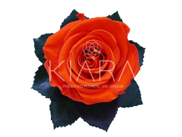 Rosa Preservada 55cm Naranja