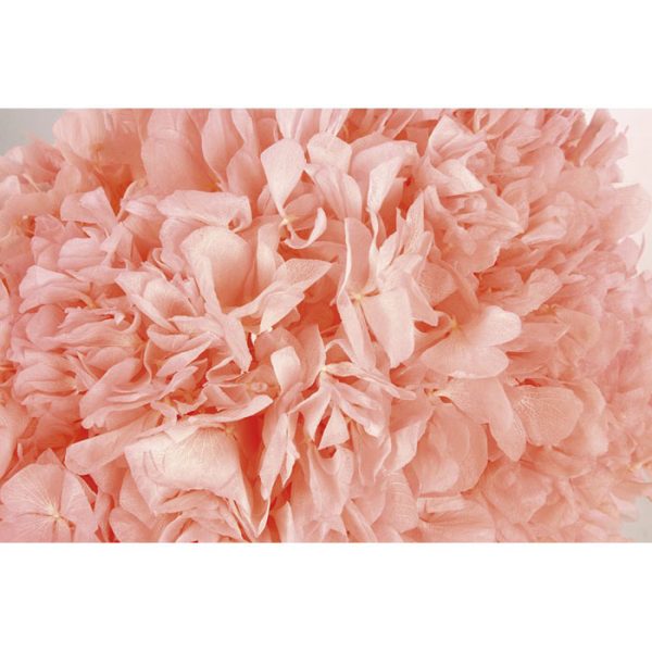 Hortensia Preservada Rosa