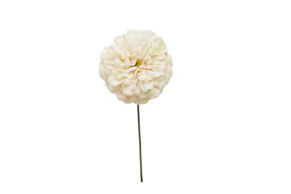Pick Zinnia Marfil