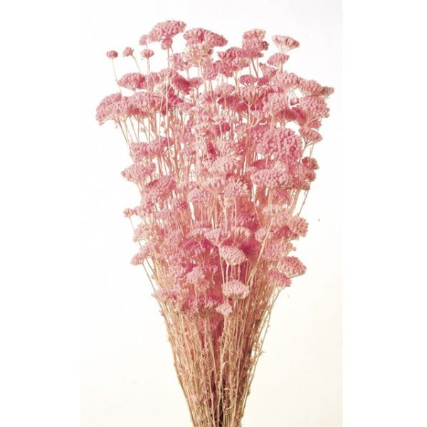 Achilea Silvestre Rosa (color 06)