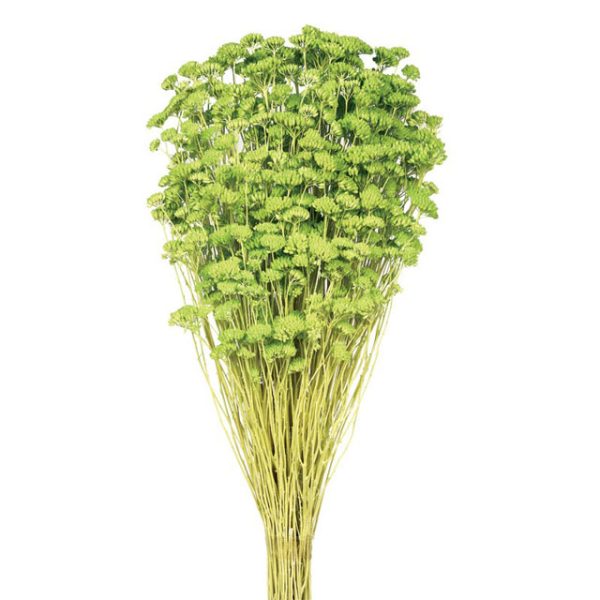 Achilea Silvestre Verde (color 10)