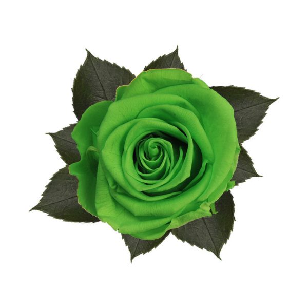 Rosa Preservada Verde 55cm