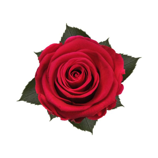 Rosa Preservada Fucsia 55cm