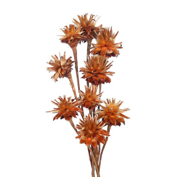 Protea Plumosa