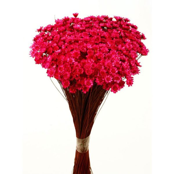Pomo Glixia Fucsia (color 07)