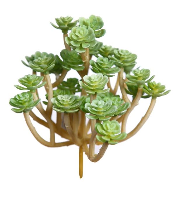 Vara Echeveria 13cm Verde Claro