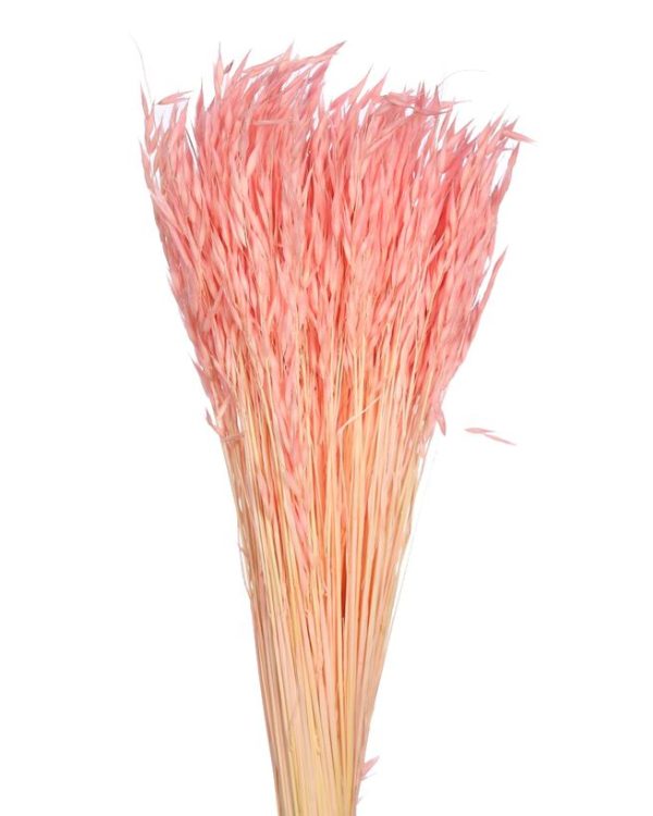Pomo Avena Sativa Rosa (color 06)