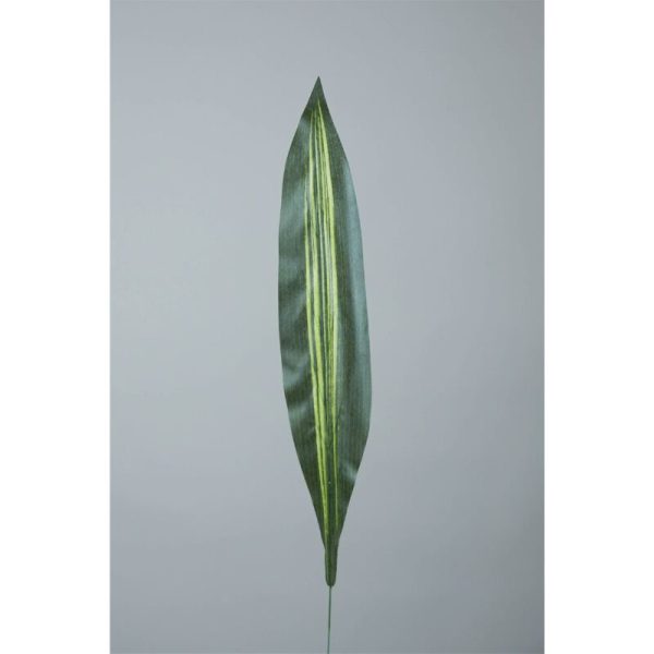 Aspidistra 62cm
