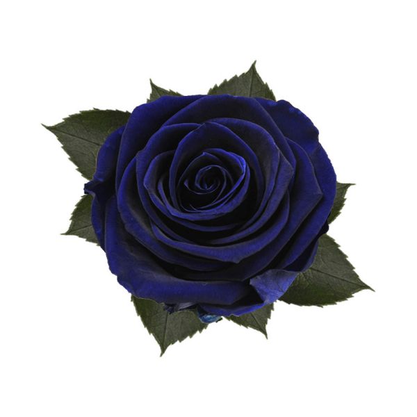 Rosa Preser. Caja 1 Cabeza Azul