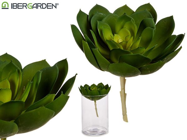 Planta Hoja Punta