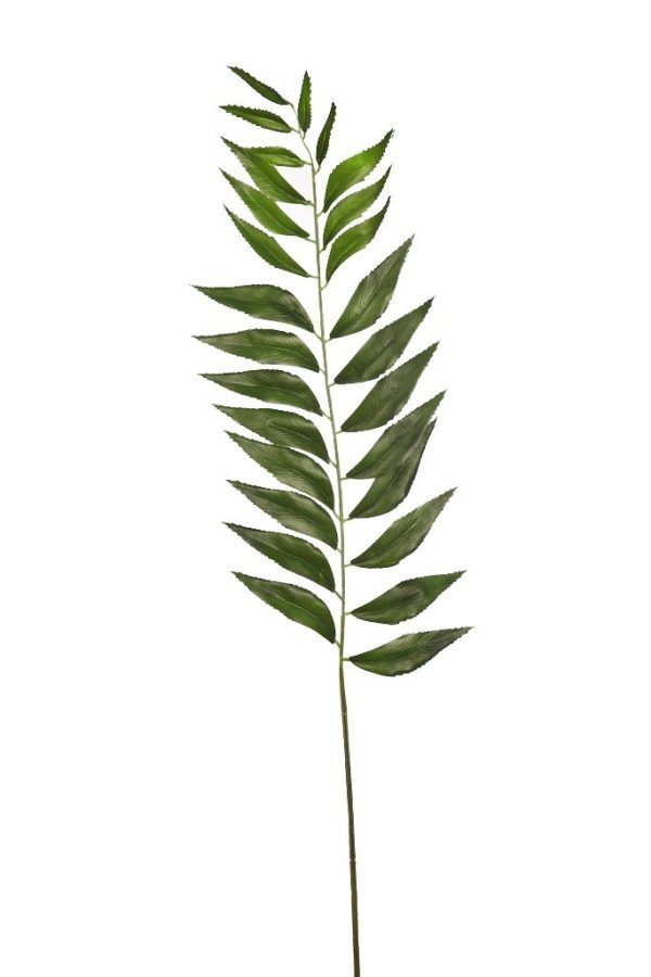 Hoja Chamaedorea 80cm