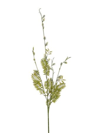Vara Sedum