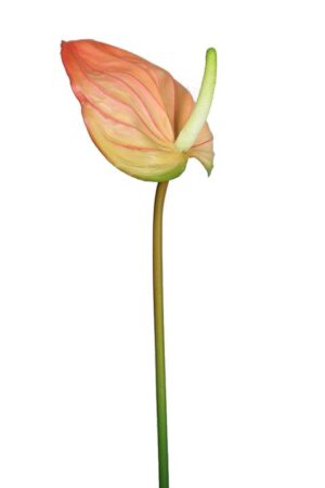 Vara Anthurium 75cm Naranja