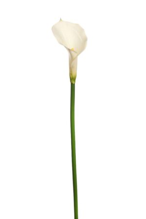 Vara Cala 70cm Crema