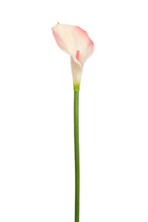 Vara Cala 70cm Rosa
