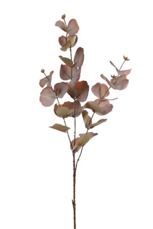 Rama Eucalipto 78cm Marron