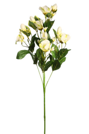 Vara Magnolia 80cm Crema