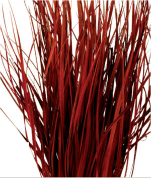 Tiririca 60cm Rojo