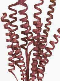 Cane Spring 50cm Burdeos