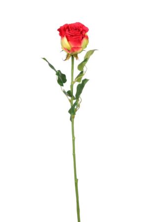 Vara Rosa Capullo Rojo