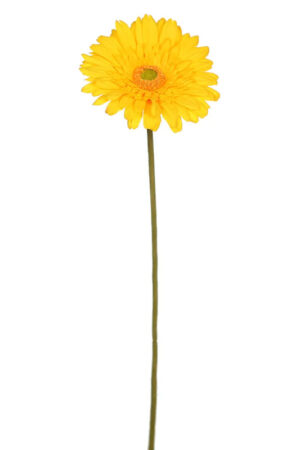 Vara Gerbera 65cm Amarillo