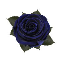 66281a4700017d50f276f82ced580ccc-car-vid1579